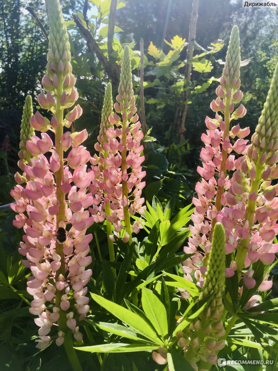 Люпин многолистный ( Lupinus polyphyllus ) - «Красивый, полезный СОРНЯК » |  отзывы