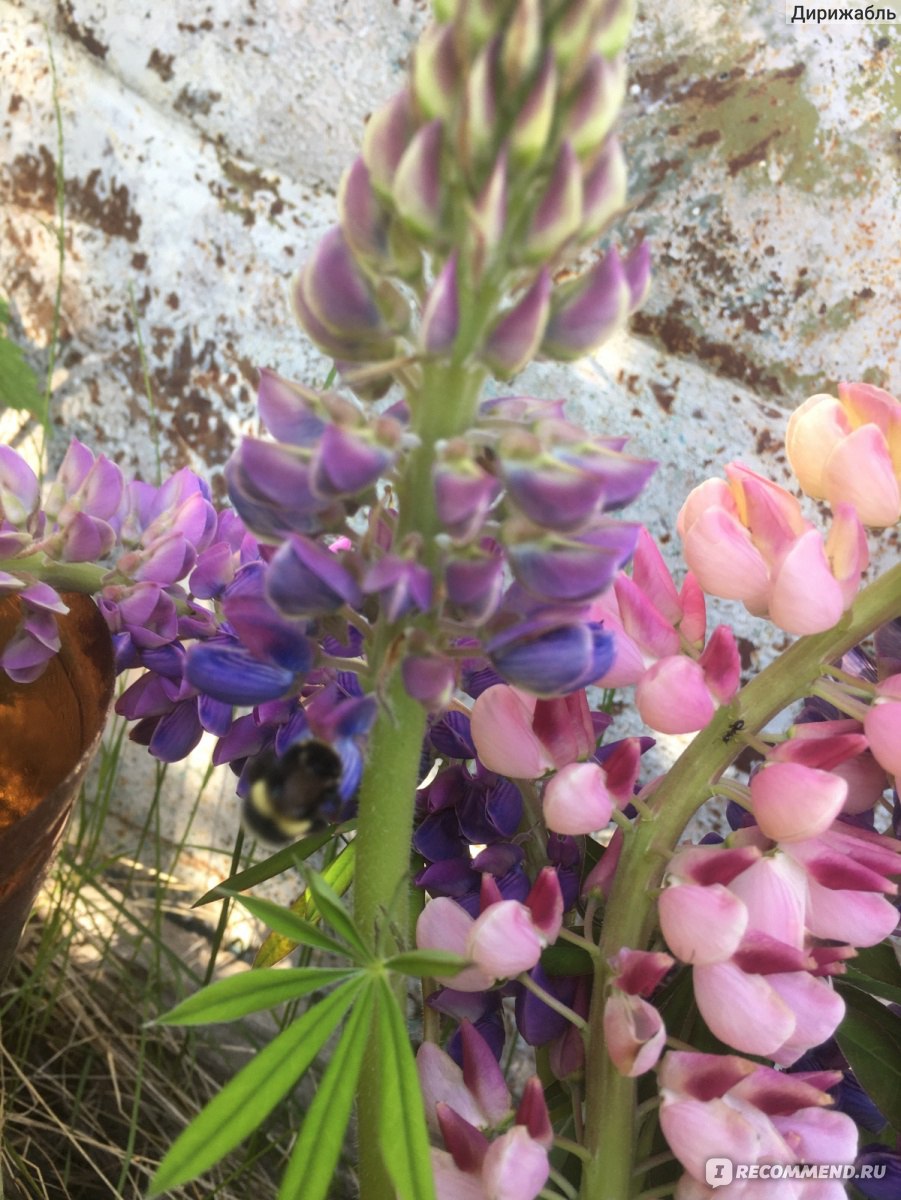 Люпин многолистный ( Lupinus polyphyllus ) - «Красивый, полезный СОРНЯК » |  отзывы