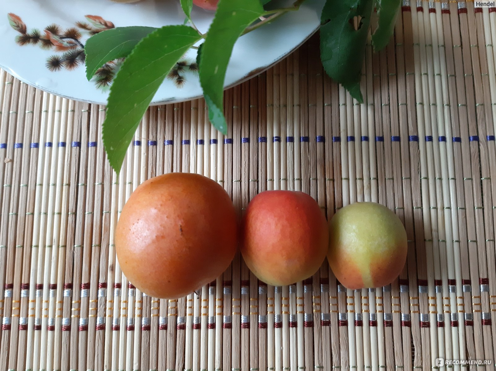 Фрукты Абрикосы - «🍑Наш абрикос на юге не рос. Как сажали? Что получилось?Кому на пользу этот солнечный плод, а кому следует проявитьосторожность?🍑»