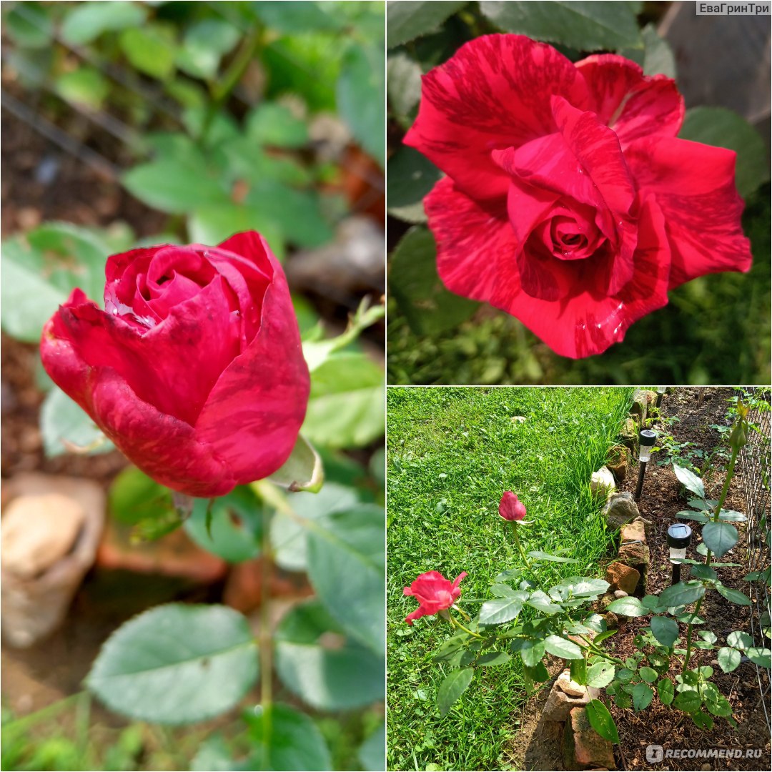 Red Intuition роза фото и описание