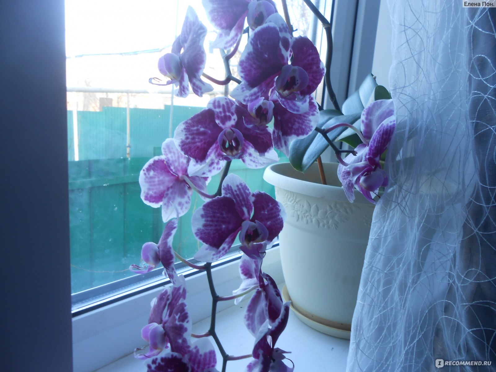 Орхидея не цветет, а растут только листья и корни: что делать, как заставить цвести