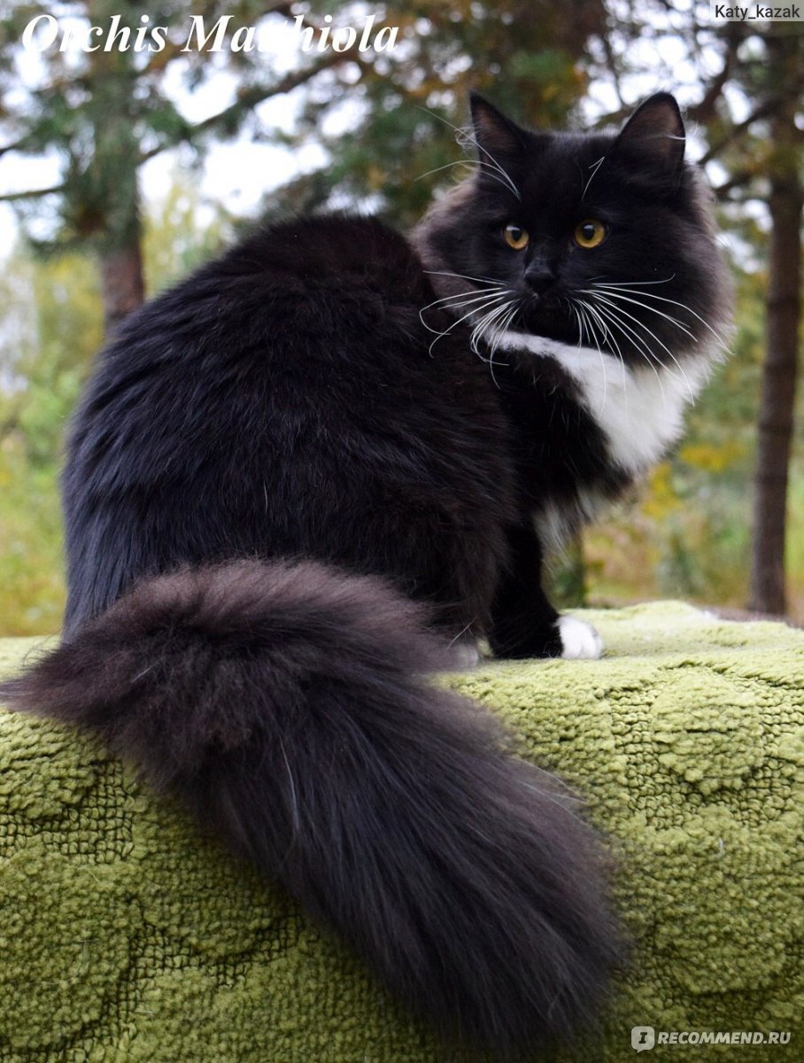сибирская черно белая кошка