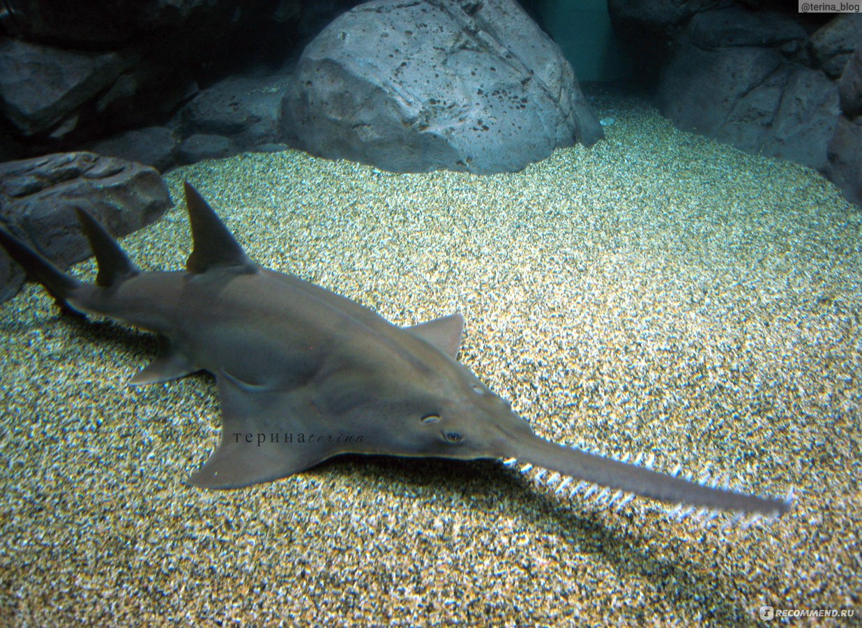 Шанхайский океанариум Shanghai Ocean Aquarium, Китай, Шанхай - «Окунуться в  водный мир, наполненный рыбами, рептилиями и не только. Шанхайский  океанариум Shanghai Ocean Aquarium с подводным тоннелем + ФОТО» | отзывы