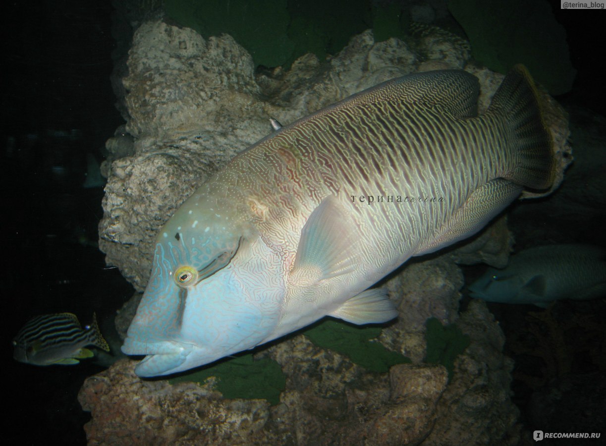 Шанхайский океанариум Shanghai Ocean Aquarium, Китай, Шанхай - «Окунуться в  водный мир, наполненный рыбами, рептилиями и не только. Шанхайский  океанариум Shanghai Ocean Aquarium с подводным тоннелем + ФОТО» | отзывы