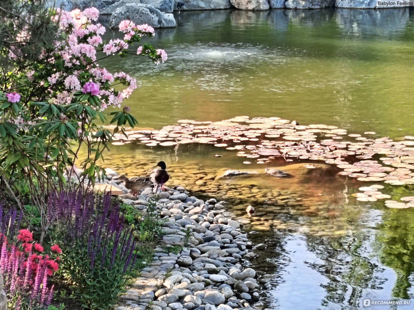 Японский Сад, Краснодар - «🌸 До сих пор не верю, что такое красивейшее  место находится совсем рядом! Крупнейший Японский Сад за пределами Японии -  это неописуемый восторг и благодарность его создателю. Как