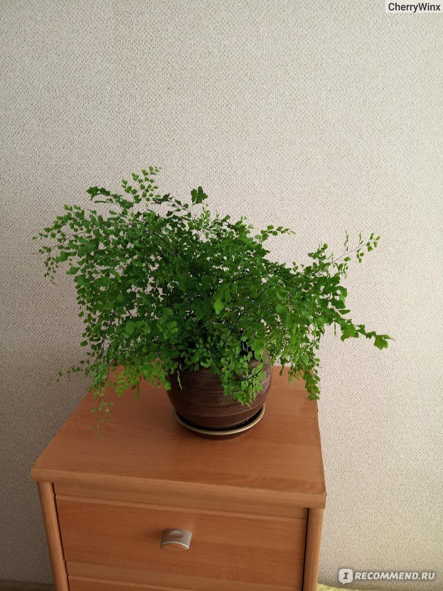 Выращивание адиантума венерин волос в условиях квартиры, фото цветка