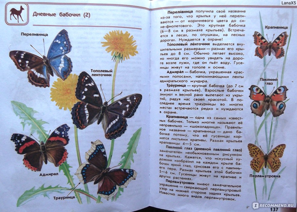 Зеленые страницы рассказ первые бабочки читать. Атлас-определитель 2. Атлас определитель Плешаков бабочки. Атлас-определитель 2 класс окружающий мир бабочки. Атлас определитель от земли до неба бабочки.