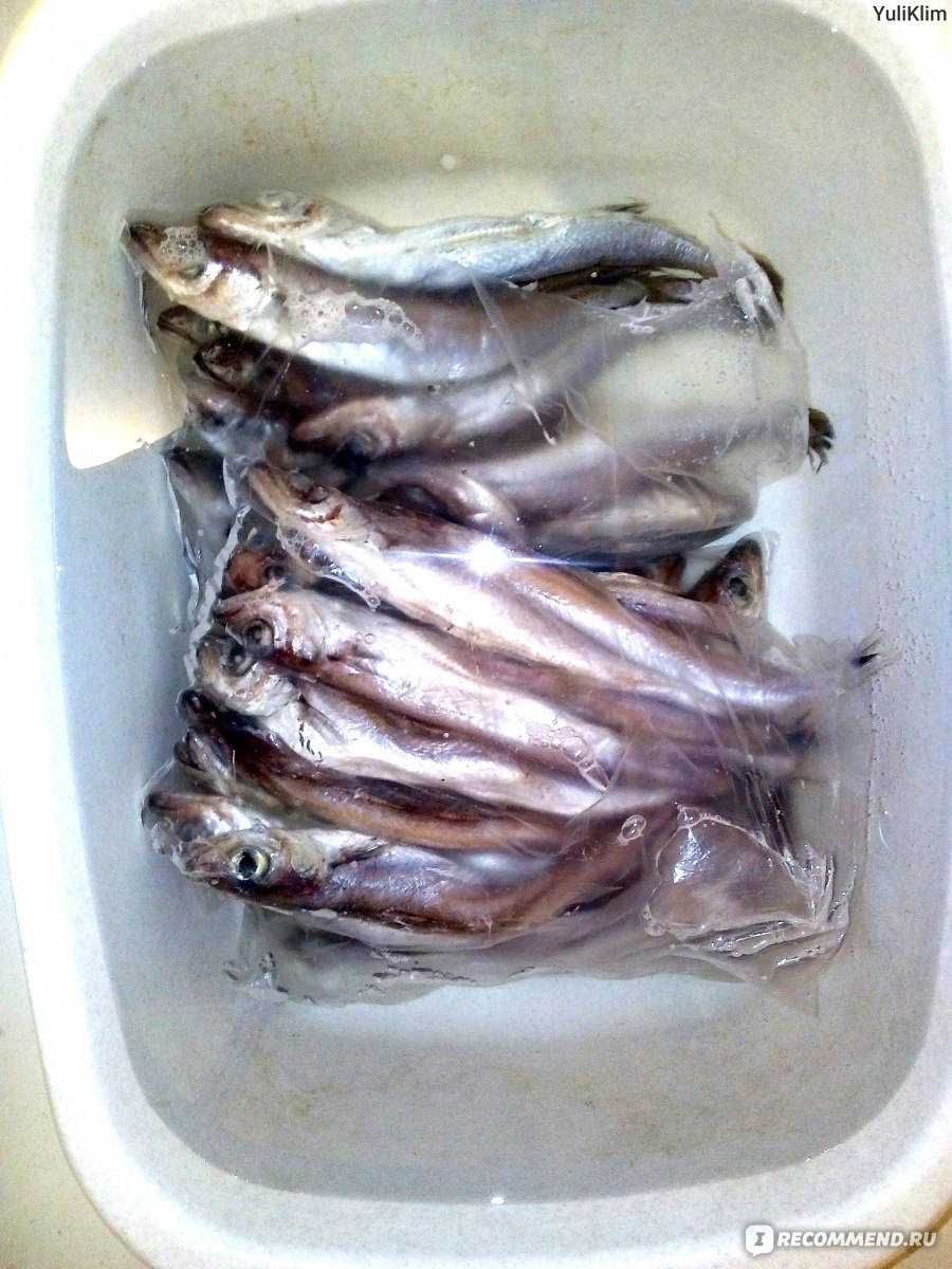 Рыба Путассу Фото С Головой Как Выглядит