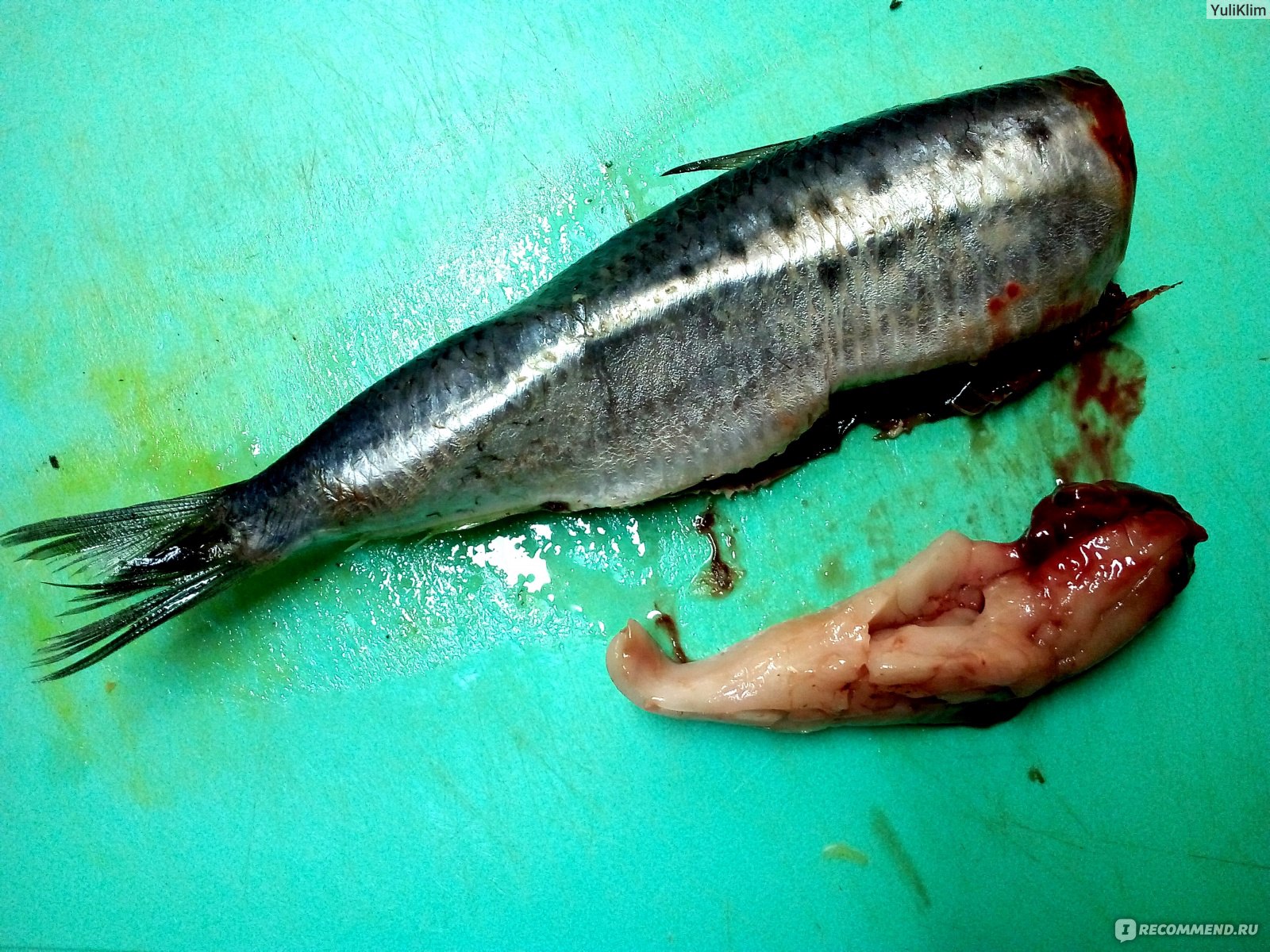 Сардина Фото Рыбы С Головой