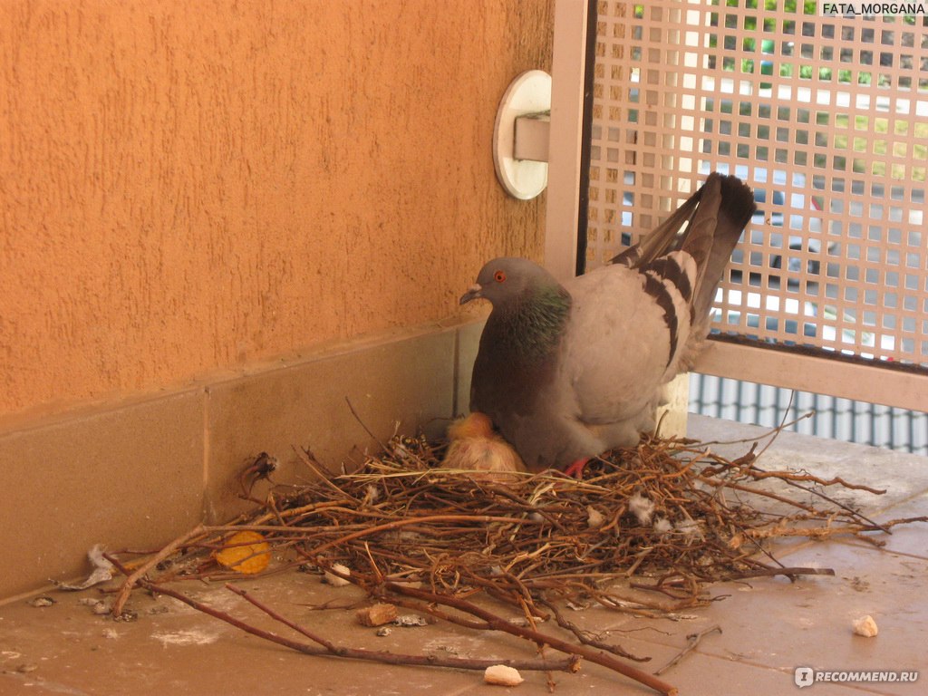 Как избавиться от голубей на балконе?