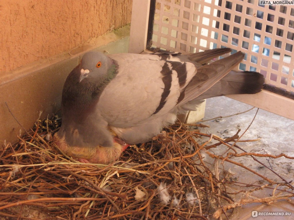 Гнезда для голубей