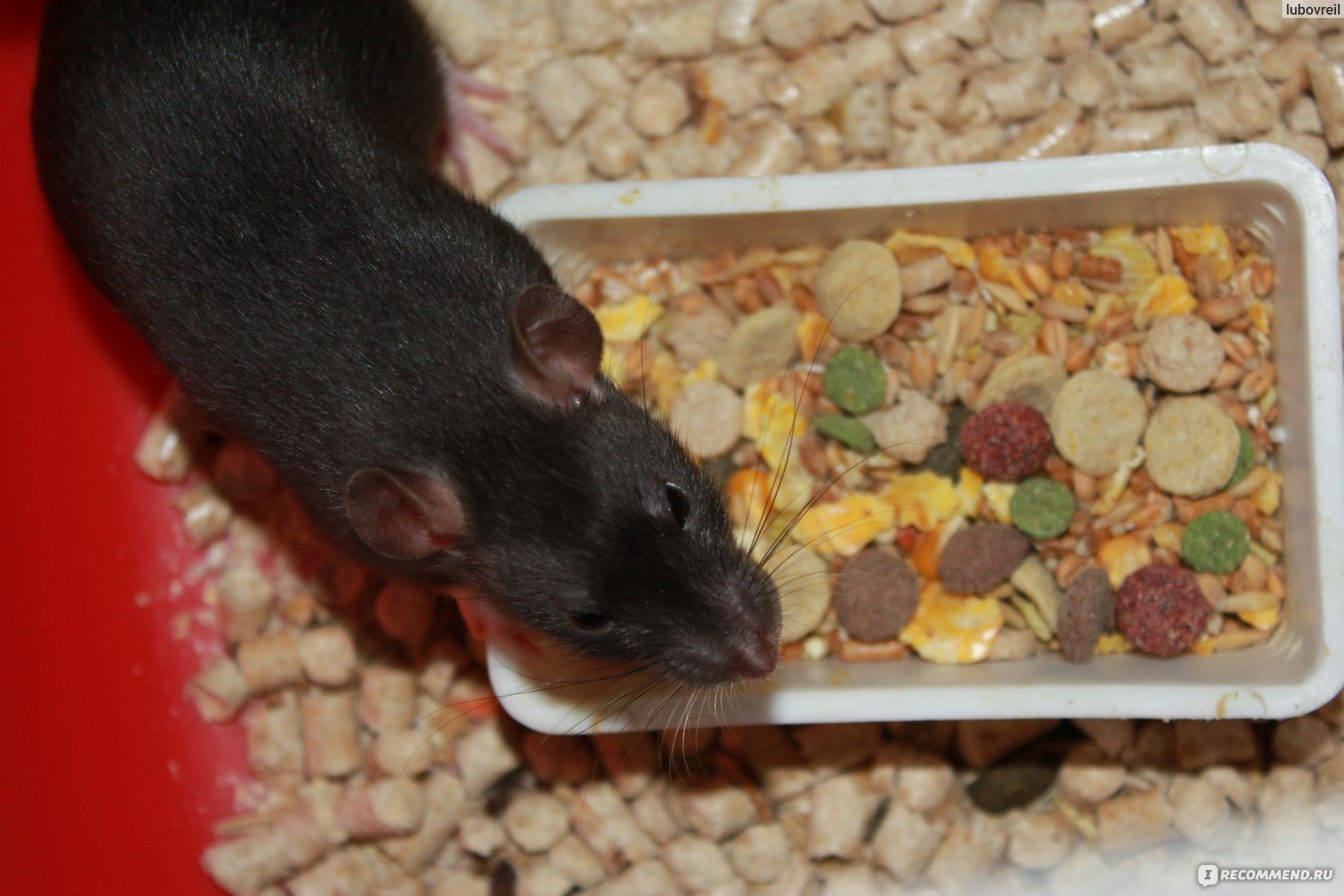 Можно ли крысам редиску. Корм для крыс Дамбо. Крыса декоративная и зерно. Еда для крыс домашних. Рацион домашних крыс.
