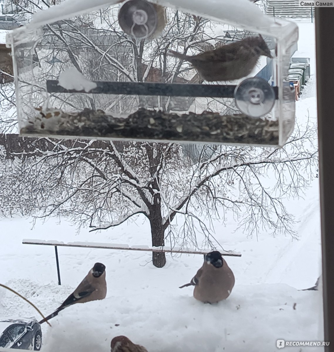 Оконная кормушка на присосках Сытые птички - «🐦🕊🐦Большая радость для  детей и взрослых! И, что не маловажно, помощь птичкам в морозы. Одна из  лучших моих покупок! » | отзывы