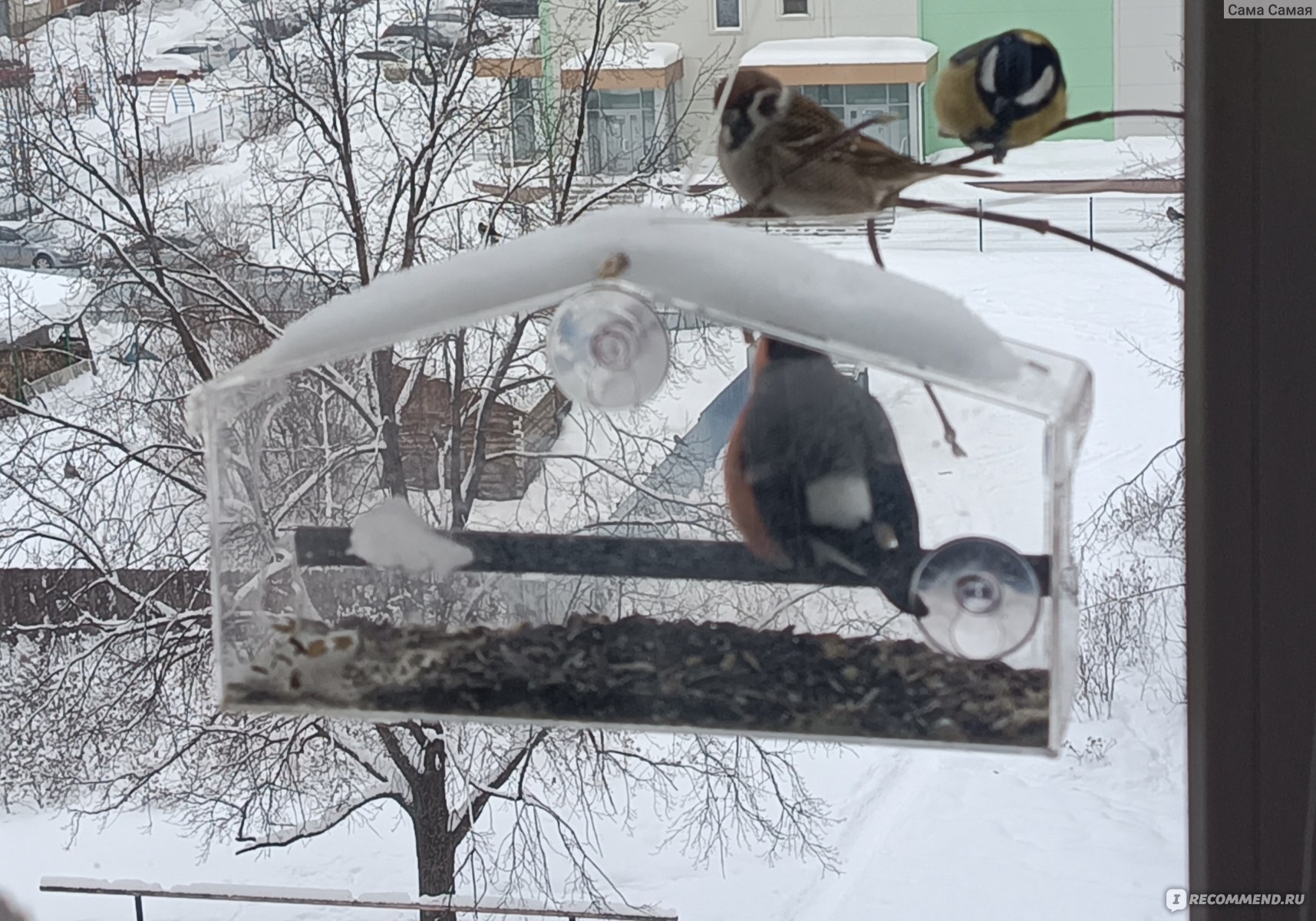 Оконная кормушка на присосках Сытые птички - «🐦🕊🐦Большая радость для  детей и взрослых! И, что не маловажно, помощь птичкам в морозы. Одна из  лучших моих покупок! » | отзывы