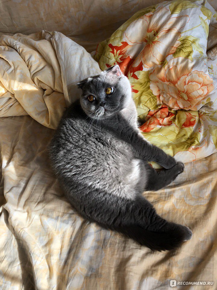 Скоттиш-фолд (Шотландская вислоухая кошка) - «Шотландская вислоухая кошка»  | отзывы