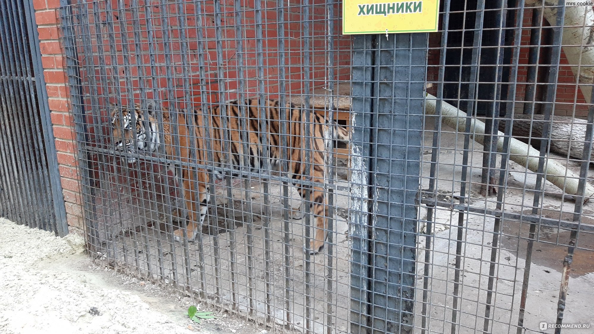 Зоопарк, Саранск - «Еще несколько лет назад я была рада, но сейчас я  категорически против посещения данного зоопарка!» | отзывы