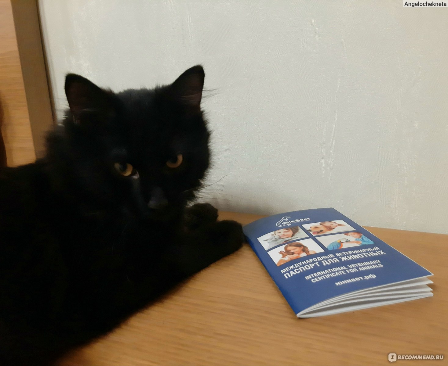Как заполнить международный ветеринарный паспорт для кошек?