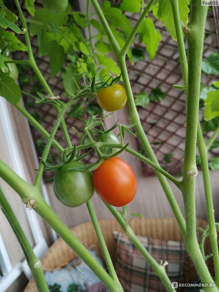Аэлита томат балконный смесь
