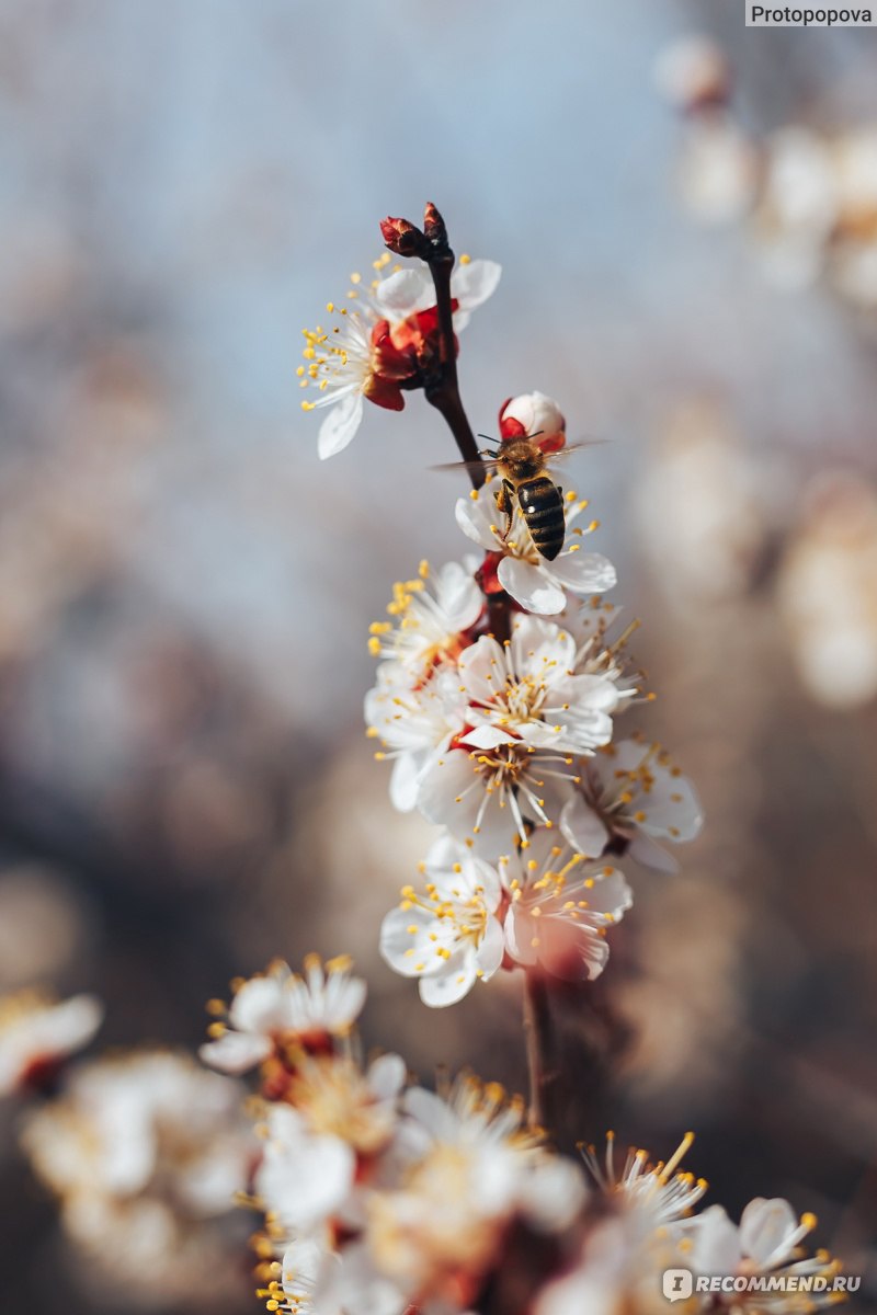 объектив sigma 50mm f 1.4 dg hsm art canon ef