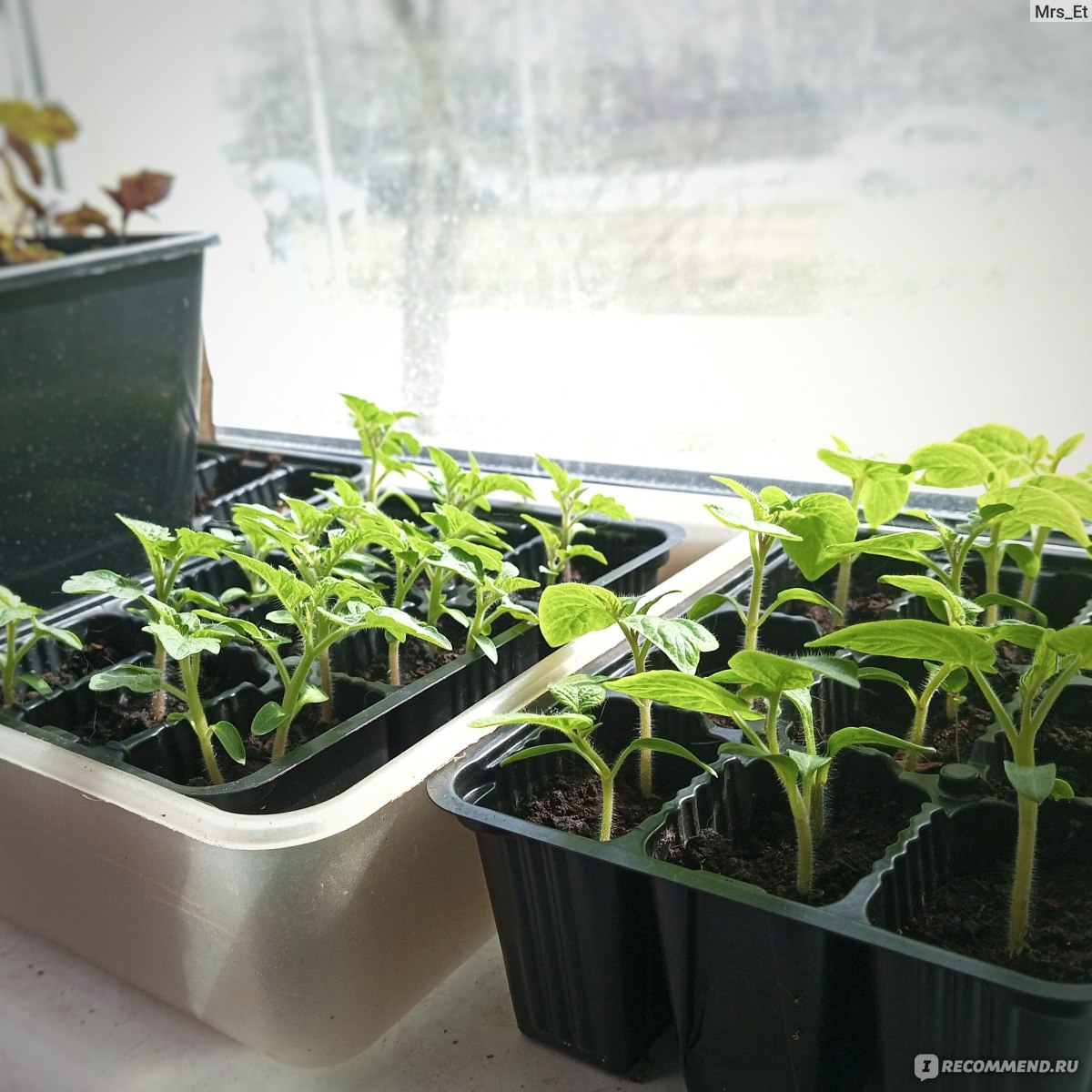 Как вырастить сад на засоленных почвах? Делимся опытом садоводов