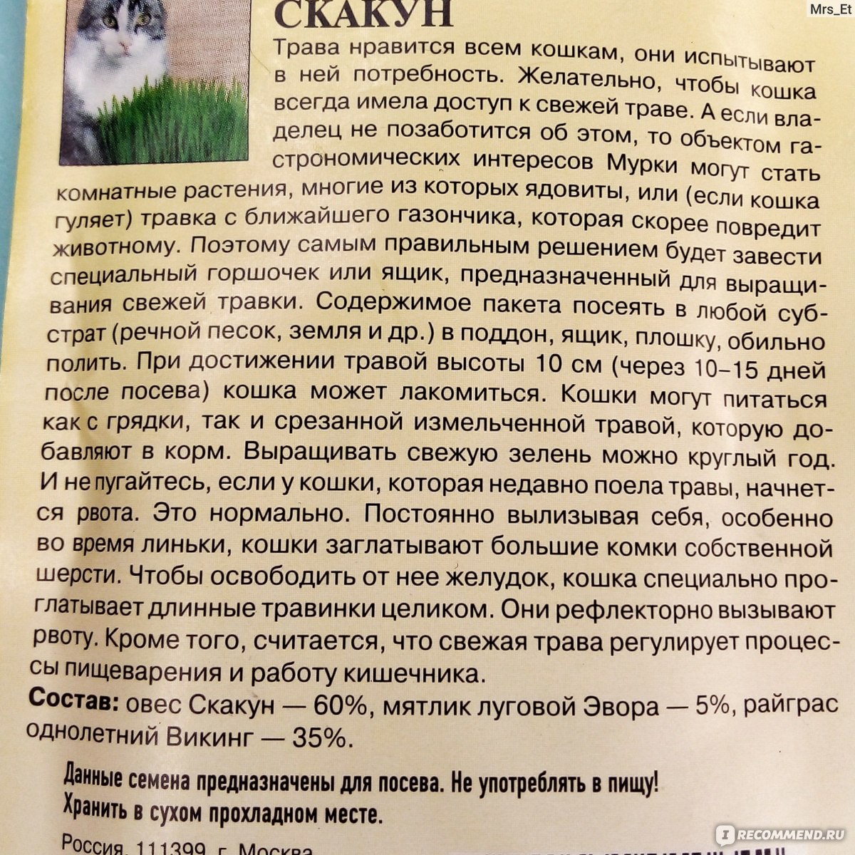 Травка для кошек Гавриш Скакун - «Как порадовать шерстяного друга?  Вырастить траву, когда за окном весна со снегопадами| Смесь трав для кошек  с забавным названием 