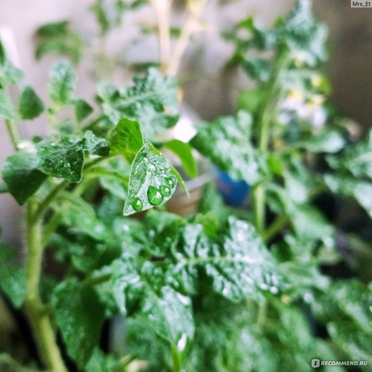 Семена СеДек Томат Балконное чудо - «Выращиваю красивые и очень вкусные  томаты дома, без балкона. Всё про уход, выбор грунта и посадку. Выгодно ли?  Душа просила огорода, но я получила пересорт » | отзывы