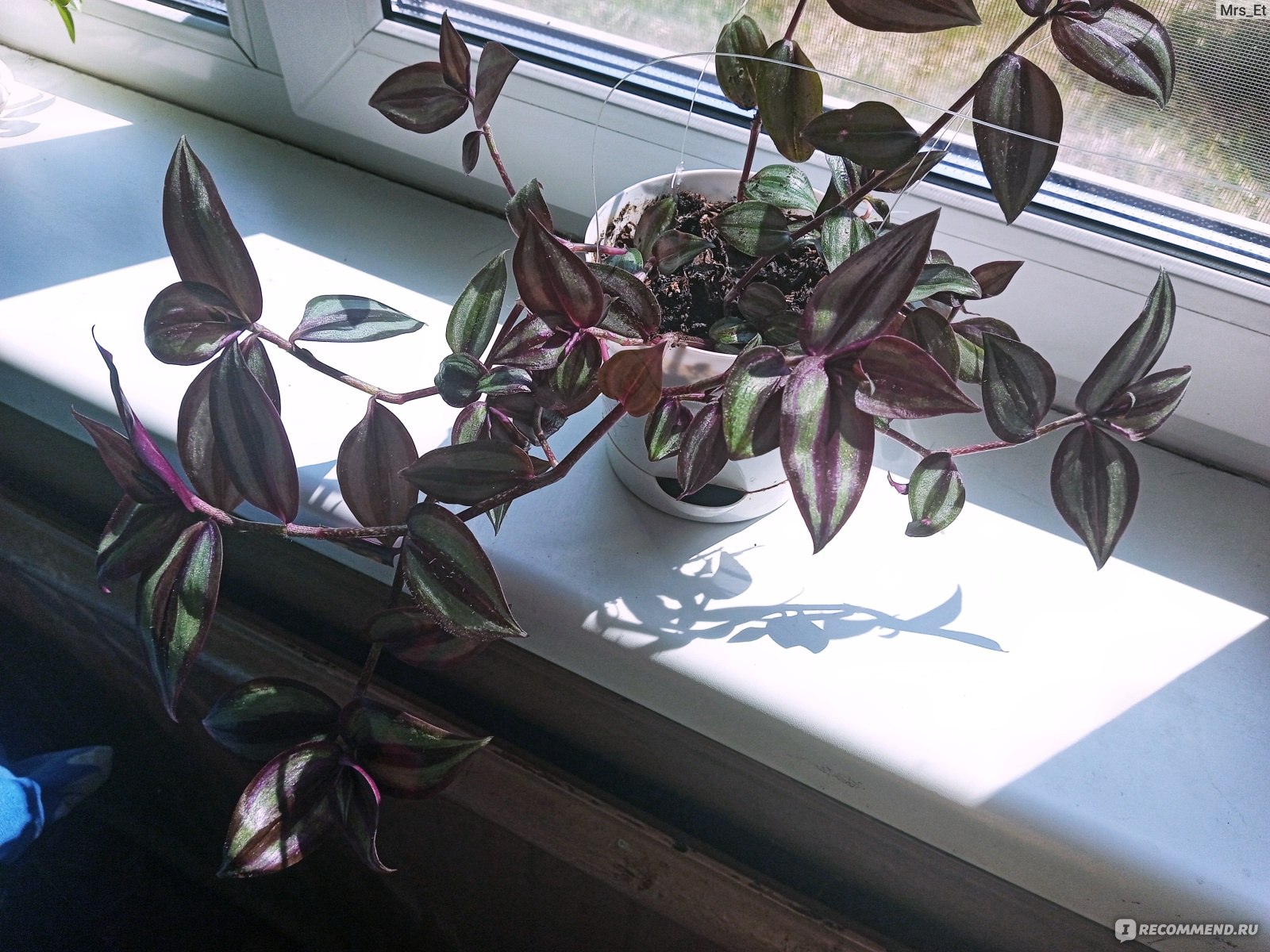 Традесканция (Tradescantia) - «T. Blossfeldiana & T. Zebrina Purple Joy.  Покажу два способа формирования традесканции. Расскажу про уход, пересадку,  и многое другое об этих неприхотлих растюхах» | отзывы