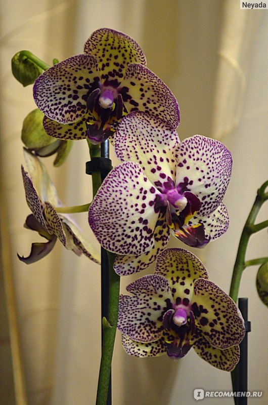 Орхидея сорт клеопатра - 74 фото