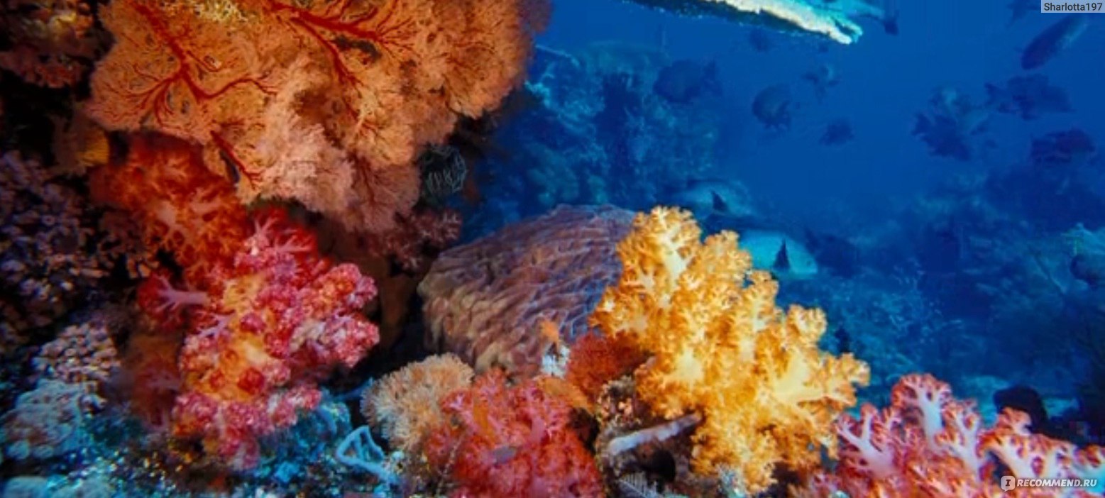 Кабели связи в красном море. Кораллы Охотского моря. Охотское море коралловые рифы. Красоты морского дна. Морское дно.