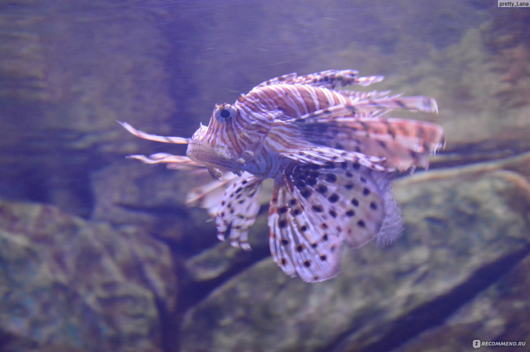 Океанариум Sochi Discovery World Aquarium в Адлере - «Почему современный  комплекс Sochi Discovery World Aquarium нравится не всем и как получить  максимум впечатлений от посещения океанариума» | отзывы