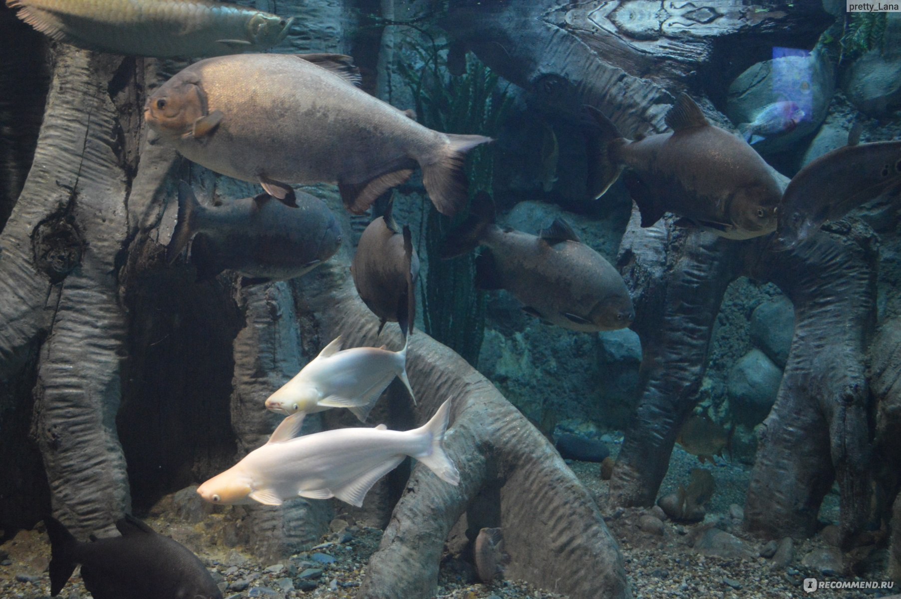 Океанариум Sochi Discovery World Aquarium в Адлере - «Почему современный  комплекс Sochi Discovery World Aquarium нравится не всем и как получить  максимум впечатлений от посещения океанариума» | отзывы