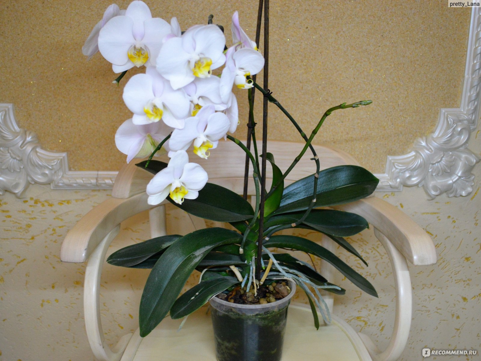 Лучший грунт для орхидей – готовый и сделанный своими руками