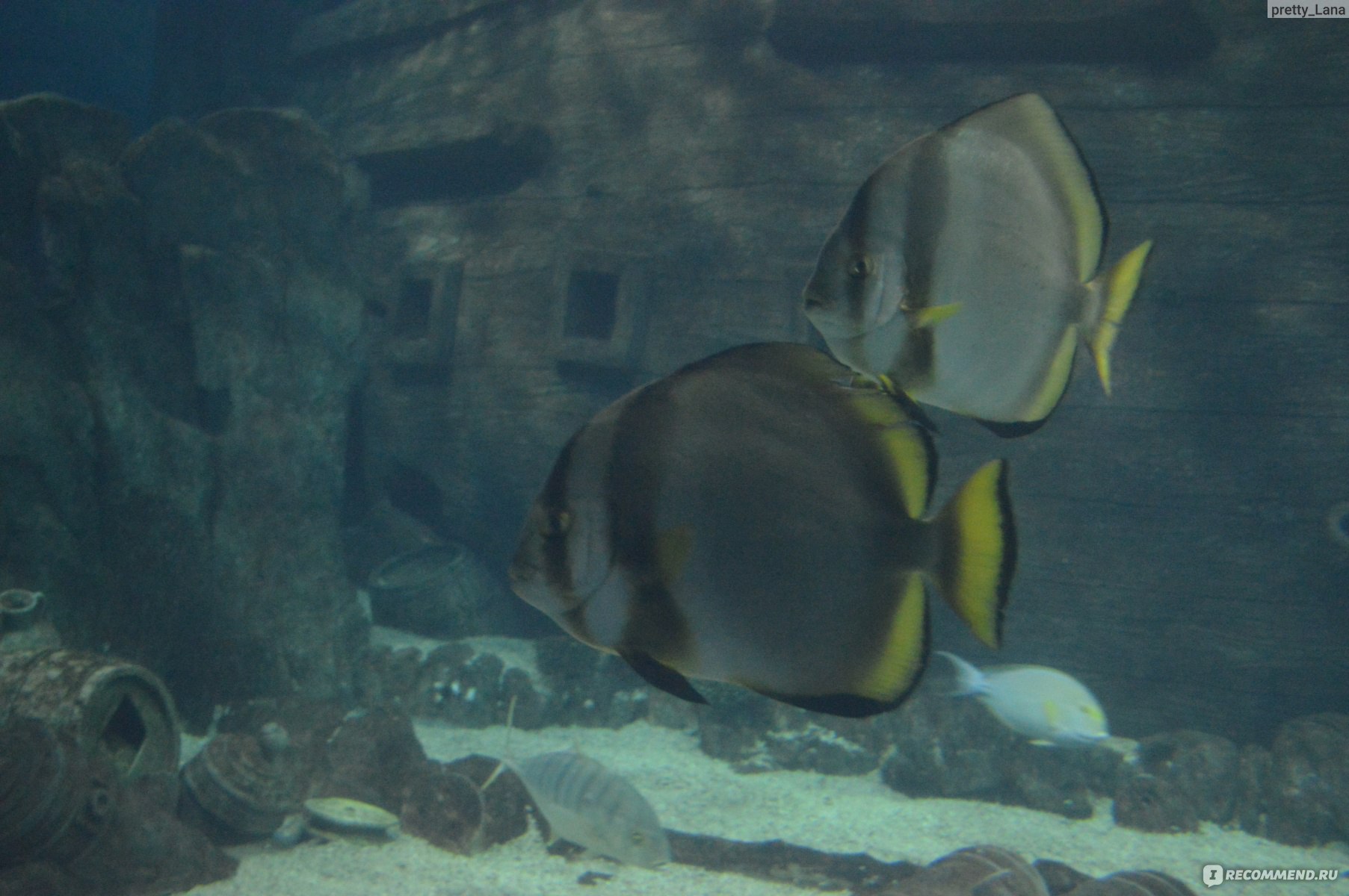 Океанариум Sochi Discovery World Aquarium в Адлере - «Почему современный  комплекс Sochi Discovery World Aquarium нравится не всем и как получить  максимум впечатлений от посещения океанариума» | отзывы