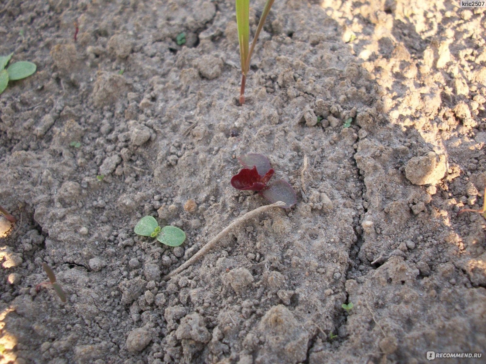 Семена Салат Лола-Росса от АЭЛИТЫ фото