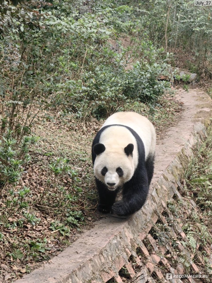 Центр разведения панд. г. Чэнду, Китай (Chengdu Research Base of Giant  Panda Breeding) - «🐼 Центр разведения панд в Чэнду (Китай) – мой самый  милый отзыв! ФОТО и ВИДЕО панд 😍 Как