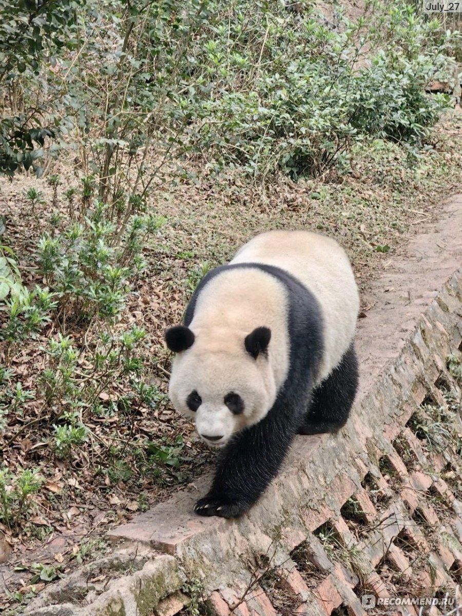 Центр разведения панд. г. Чэнду, Китай (Chengdu Research Base of Giant Panda  Breeding) - «🐼 Центр разведения панд в Чэнду (Китай) – мой самый милый  отзыв! ФОТО и ВИДЕО панд 😍 Как