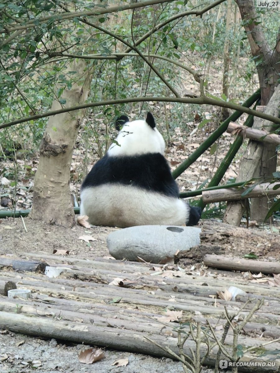 Центр разведения панд. г. Чэнду, Китай (Chengdu Research Base of Giant  Panda Breeding) - «🐼 Центр разведения панд в Чэнду (Китай) – мой самый  милый отзыв! ФОТО и ВИДЕО панд 😍 Как