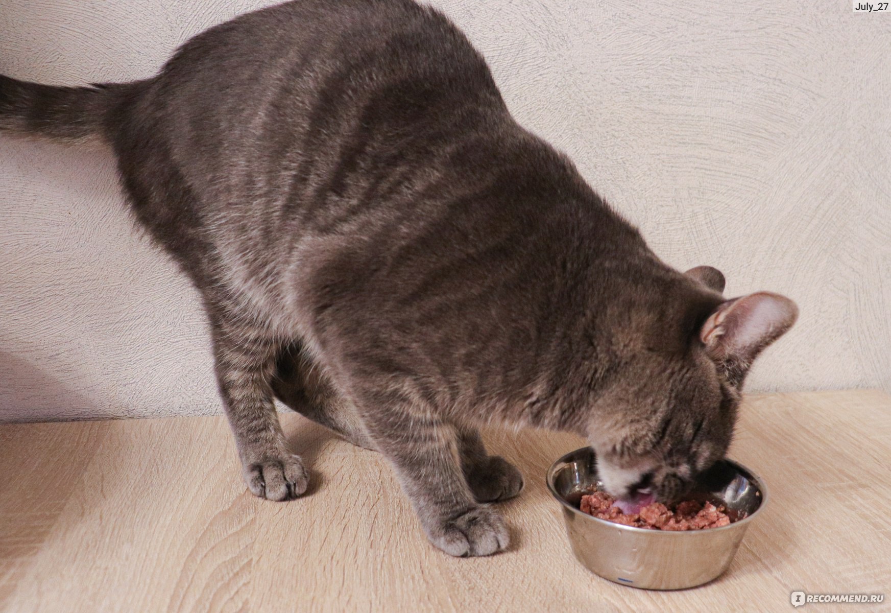 Корм для кошек Organix с телятиной и языком фото