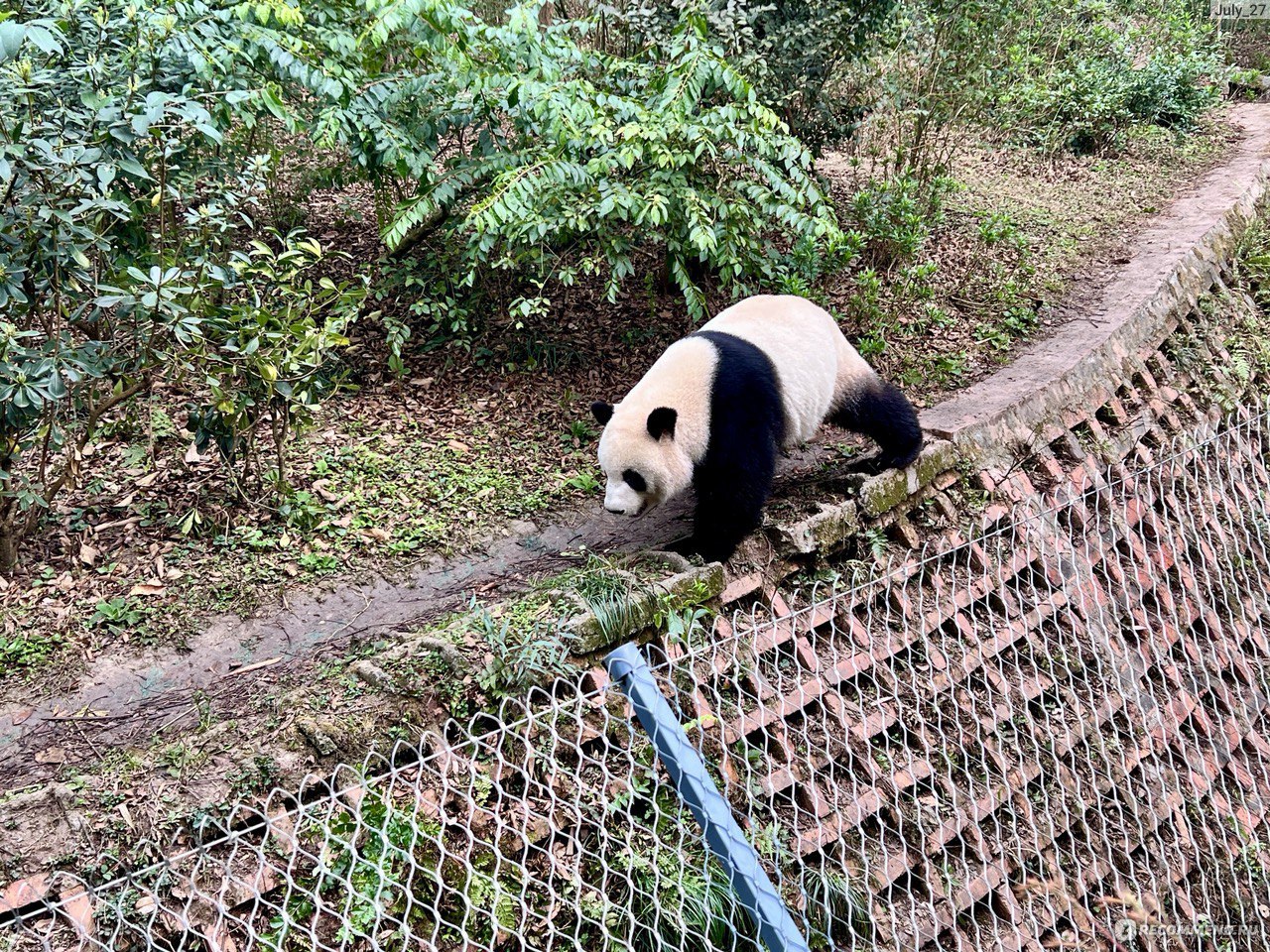 Центр разведения панд. г. Чэнду, Китай (Chengdu Research Base of Giant  Panda Breeding) - «🐼 Центр разведения панд в Чэнду (Китай) – мой самый  милый отзыв! ФОТО и ВИДЕО панд 😍 Как