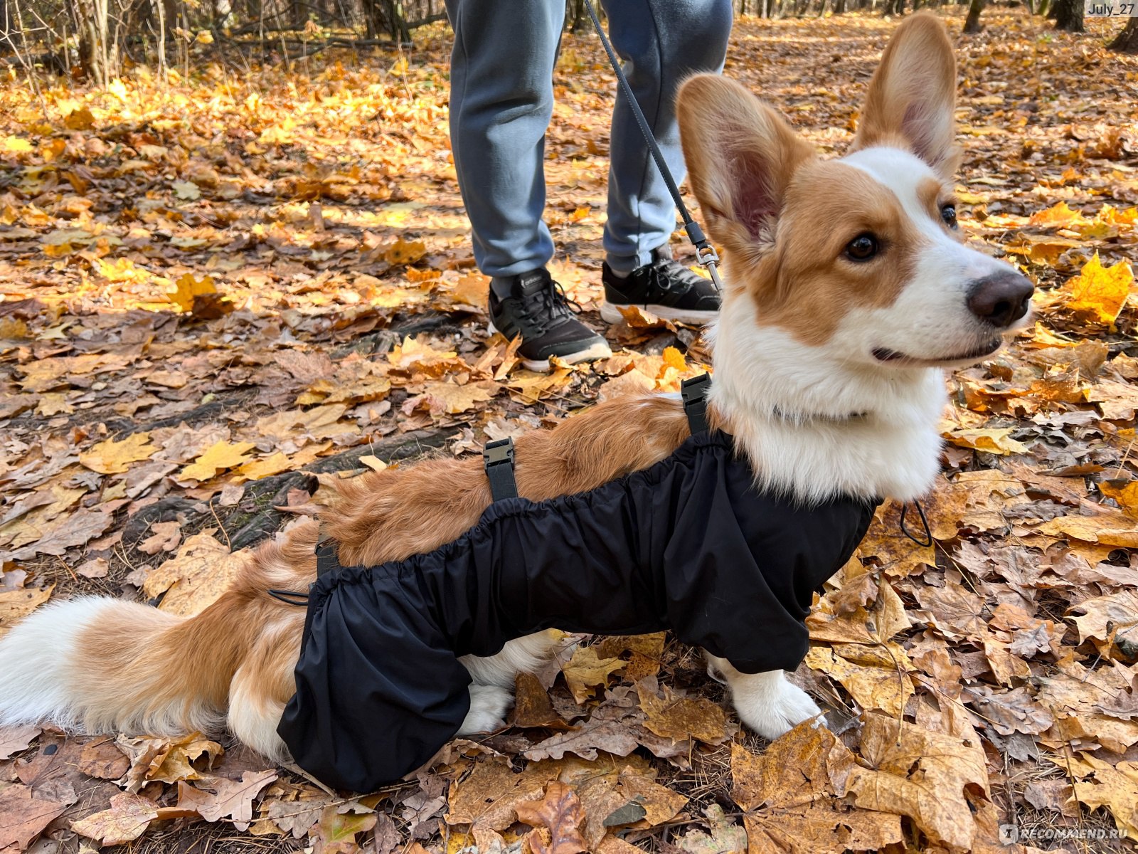 Одежда для собак Чистопуз Брюки для собак - «😍 Это самый необычныйкомбинезон для собак, который я видела! Отличные брюки для корги отроссийского бренда Чистопуз ➤ Много фото + ВИДЕО»