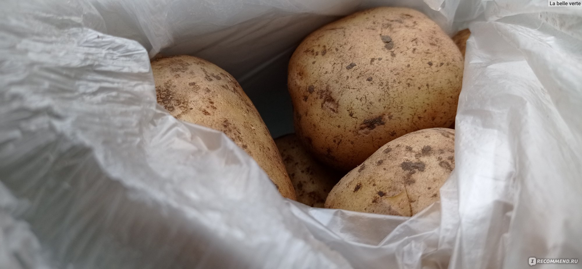 Овощи Картофель фото