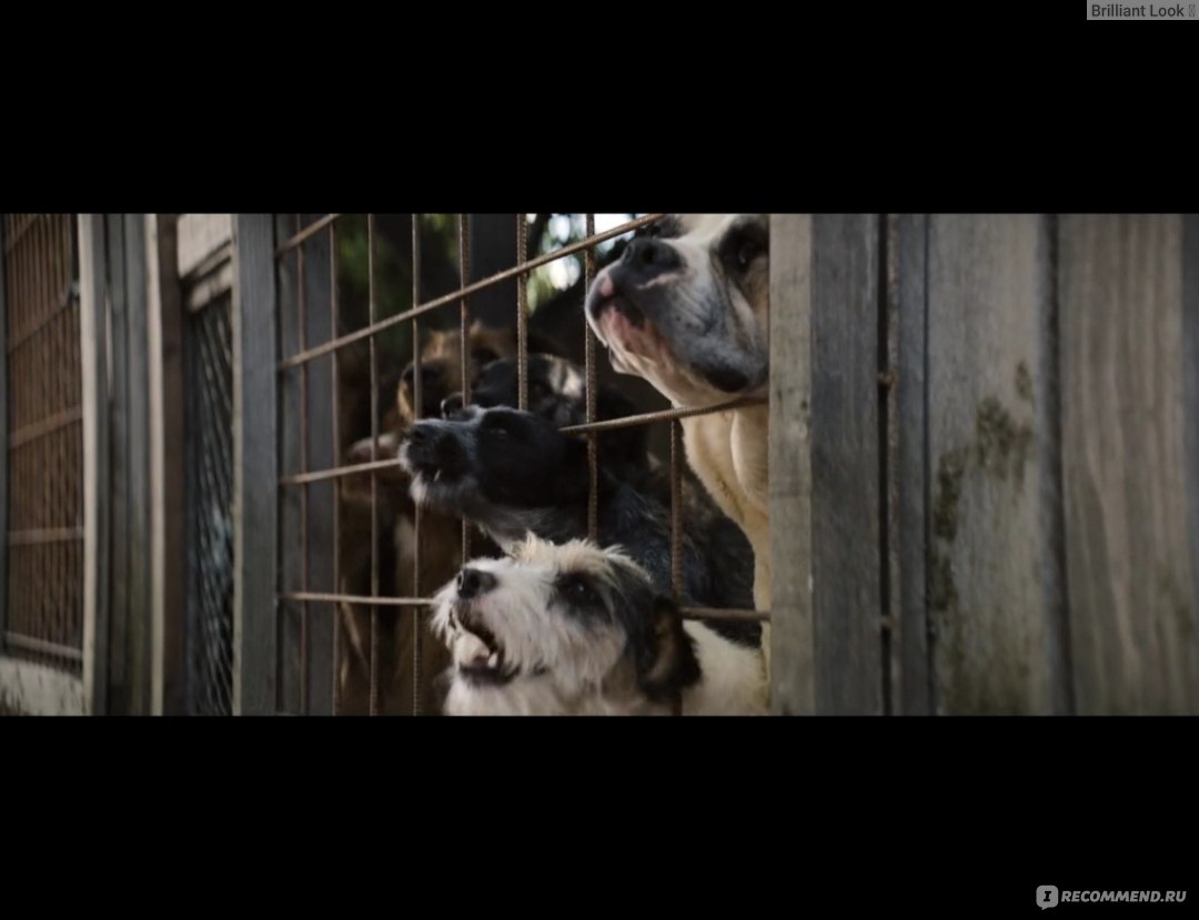 Догмен (2023, фильм) - «Догмен психологический триллер от Люка Бессона 🐶 У  собак есть только один изъян.. » | отзывы