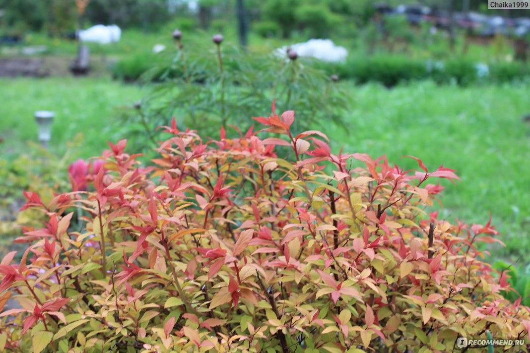Спирея японская Голдфлейм (Spiraea japonica Goldflame) фото
