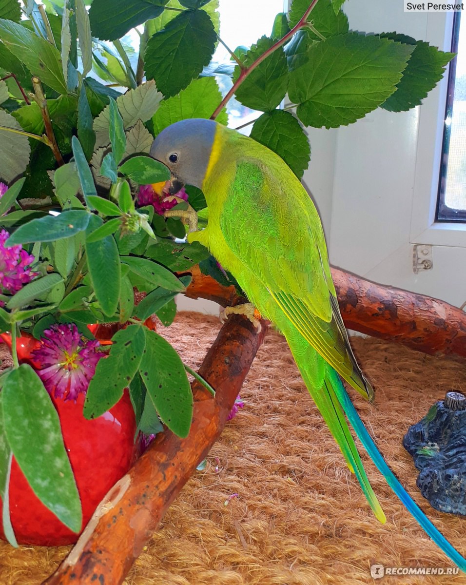Ожереловый попугай - «Сливоголовый говорун отличается умом и  сообразительностью!» | отзывы