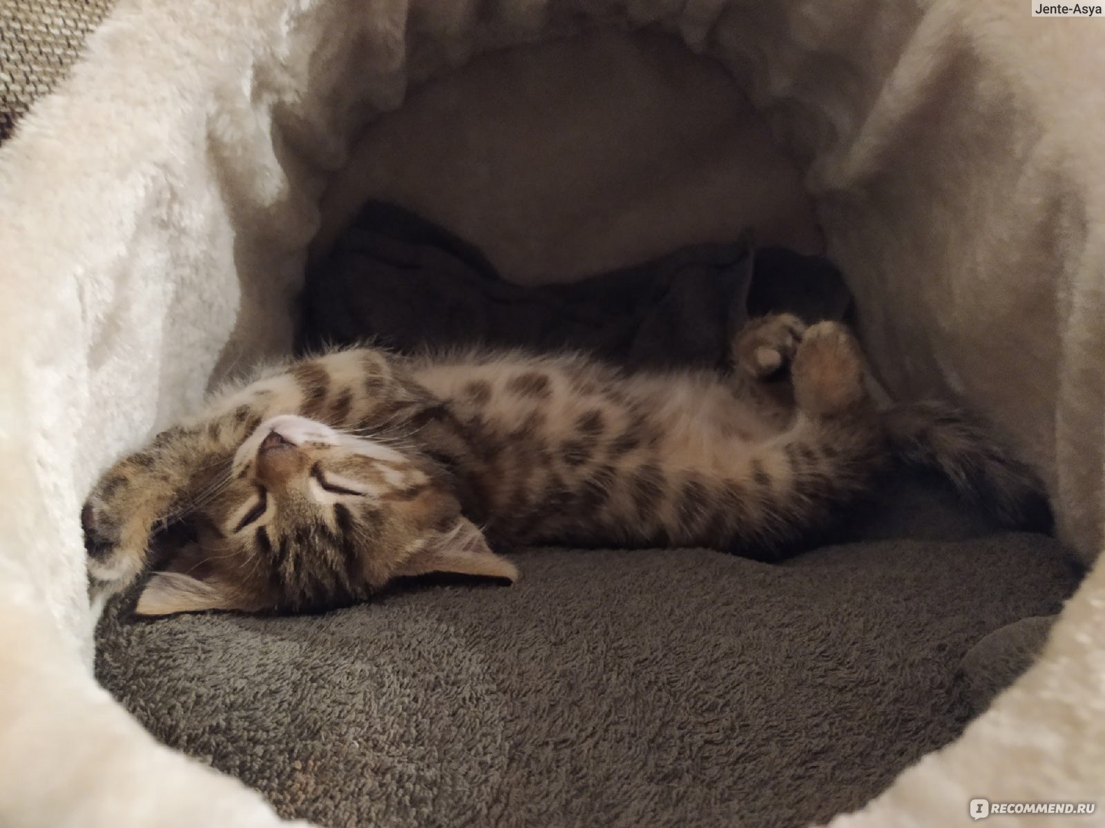 Домик для кошки Trixie "Salva" - «🐱Отличный домик-пещерка для котиков.  Поделюсь советами, как приучить котенка спать в домике. 🐱» | отзывы