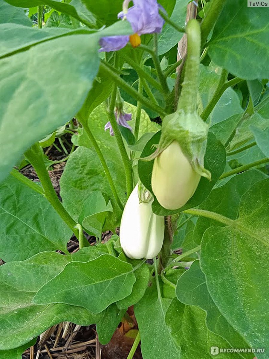 Баклажан Бибо (Семена Алтая) - «Необычный белый баклажан. Будет радоватьнежными плодами всё лето. »