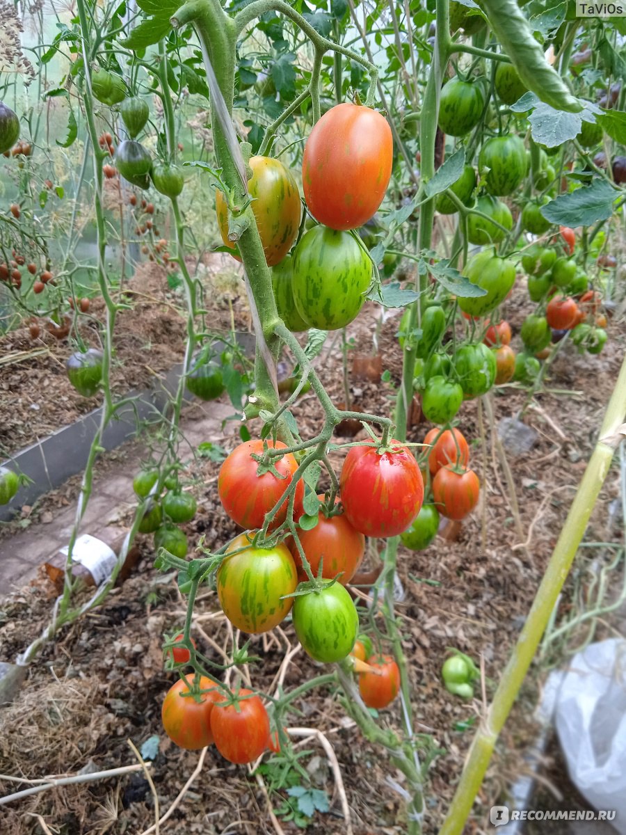 Кукурузные палочки никитка калорийность. Томаты никитка желтый. Томат каротинка описание. Томат никитка отзывы фото. Помидора патрикеевна семена алтая.