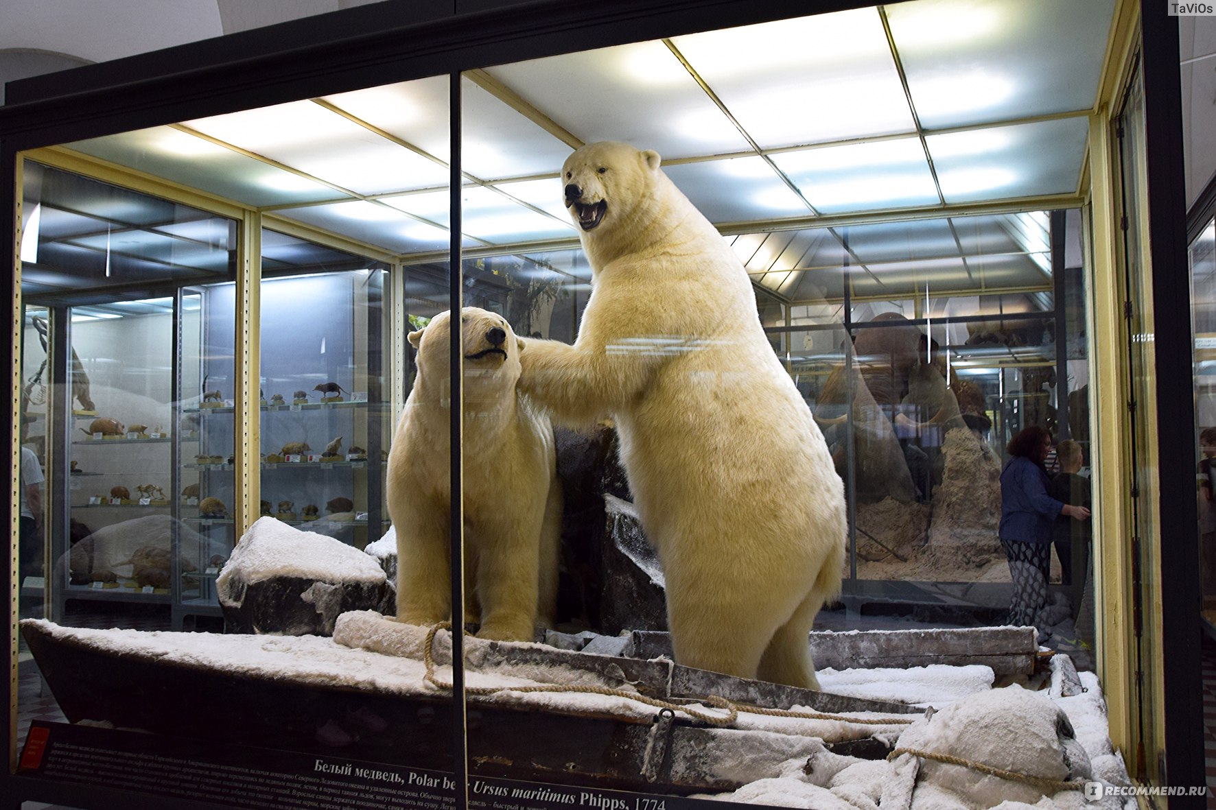 зоологический музей петербург