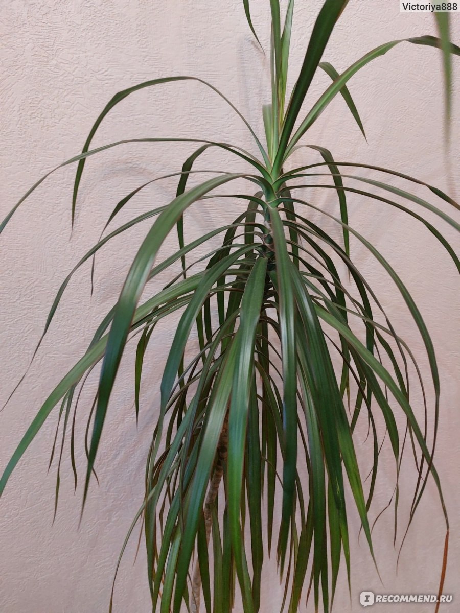 Драцена Dracaena marginata - «Дерево любви дома. Мою драцену заморозили, но  я смогла её реабилитировать. Польза драцены в доме. Значение драцены в доме.»  | отзывы