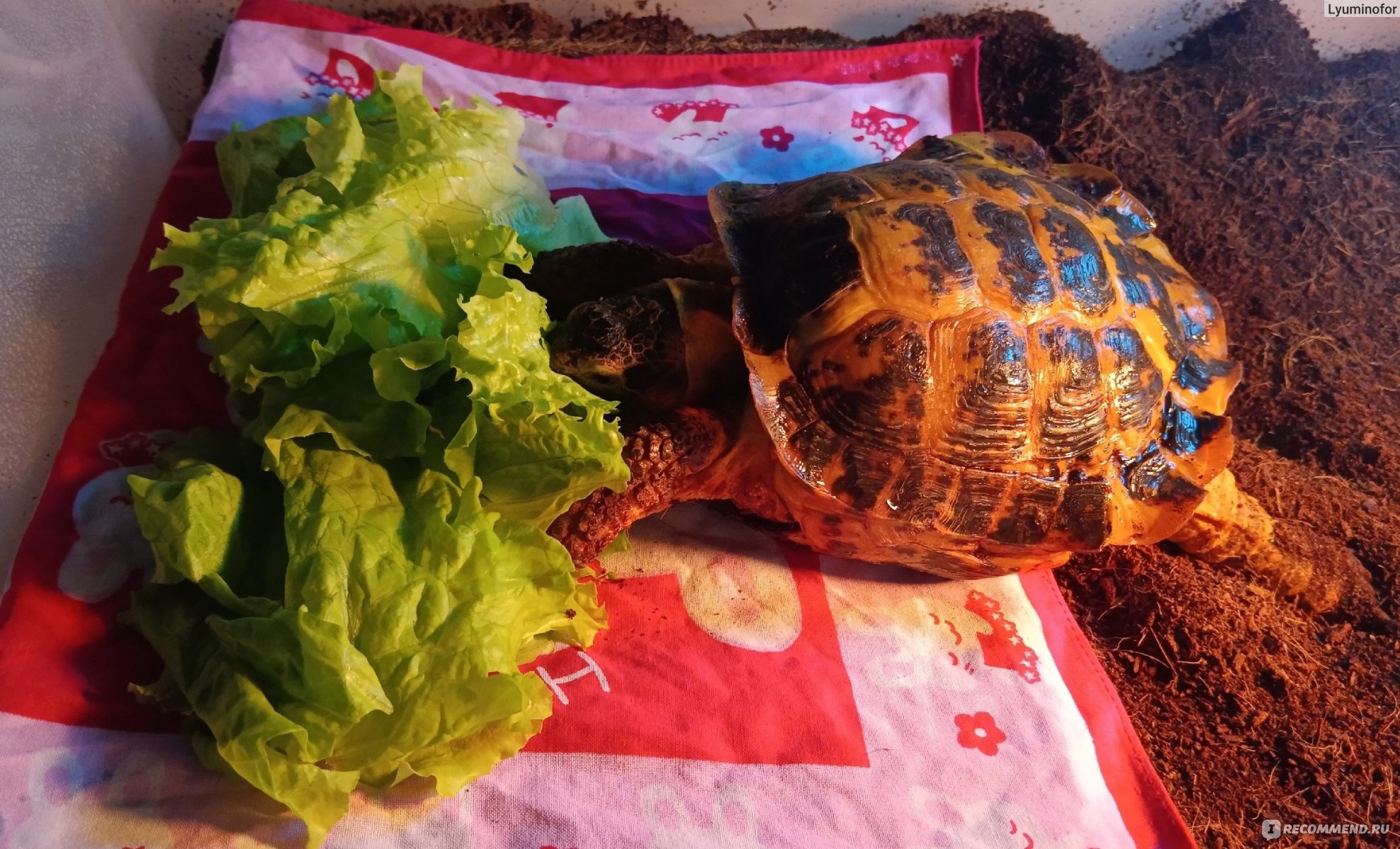 Среднеазиатская черепаха или степная черепаха - Testudo (Agrionemys)  horsfieldii - «Уже почти 2 десятка лет живу со своей красавицей и хочу  рассказать, как может быть стыдно взрослому человеку, за плохое содержание  своего